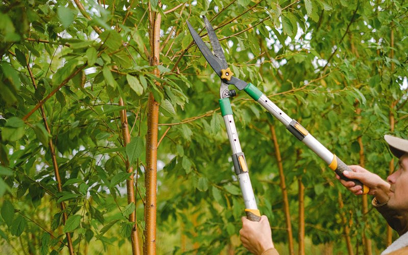 Tree trimming in Nipton, CA
